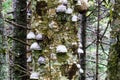 Mushrooms all over an old natural tree Royalty Free Stock Photo