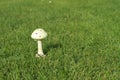 Mushrooms Amanita citrina