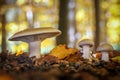 Mushrooms in amazing golden autumnal forest