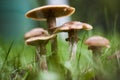 Mushrooms armillaria mellea