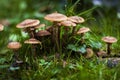 Mushrooms armillaria mellea