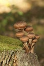 Mushrooms, Armillaria spp & x28;Armillaria ostoyae& x29;