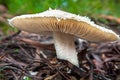 Mushrooms in Australia Amanita Leoidella Royalty Free Stock Photo