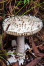 Mushrooms in Australia Amanita Leoidella Royalty Free Stock Photo