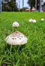 Mushrooms in Australia Umbrella mushrooms Royalty Free Stock Photo