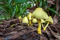 Mushrooms in Australia Yellow fold umbrella Leuc Royalty Free Stock Photo