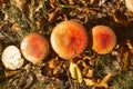 Mushrooms in the autumn forest among the fallen dry leaves Royalty Free Stock Photo