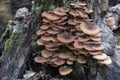 Mushrooms in the autumn forest, growing on a tree stump standing on a small forest river bank Royalty Free Stock Photo