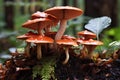 Mushrooms in the autumn forest, macro shot, shallow depth of field, Lingzhi mushroom, Ganoderma lucidum Lingzhi mushroom, AI