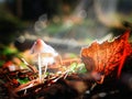 Mushrooms in the autumn forest. Beauty. Relax. Garden