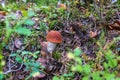 Mushrooms in the autumn forest