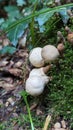 Mushrooms in the autumn forest in Sauerland Royalty Free Stock Photo