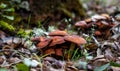 Mushrooms in autumn forest scene. Beautiful closeup of forest mushrooms. forest background. Closeup. Selective focus Royalty Free Stock Photo