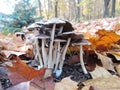 Mushrooms in the autumn forest on a Sunny day Royalty Free Stock Photo