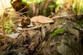 Mushrooms in the autumn forest. Wild forest, yellow leaves