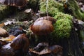 Mushrooms in Autumn in the Heath Luneburger Heide, Walsrode, Lower Saxony