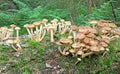 Mushrooms autumn honey agarics growing on lying birch trunk