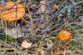 Mushrooms Autumn landscape. Red fly agaric poisonous mushroom growing in a forest, close up. Royalty Free Stock Photo