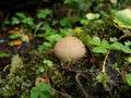 Mushrooms in the autumn northern forest. raincoat. Edible raincoat Lycoperdon perlatum. Young edible autumn mushroom Lycoperdo. ch Royalty Free Stock Photo