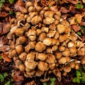 Mushrooms in the autumn