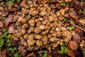 Mushrooms in the autumn