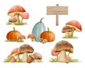 Mushrooms autumn set with grass in watercolor painting style. Mushrooms isolated on a white background Royalty Free Stock Photo