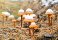 Mushrooms in autumn wood