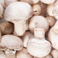 Mushrooms background Royalty Free Stock Photo