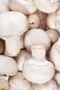 Mushrooms background Royalty Free Stock Photo