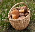 Mushrooms in basket Royalty Free Stock Photo