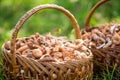 Mushrooms in the basket. Delicious freshly picked wild mushrooms from the local forest, mushroom in a wicker basket on a