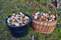 Mushrooms on the basket