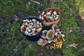 Mushrooms on the basket