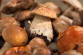 Mushrooms In Basket Royalty Free Stock Photo