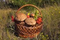 Mushrooms.Bast-basket of Red Cap for her granny. Royalty Free Stock Photo