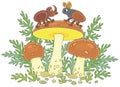 Mushrooms and beetles