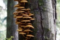 Mushrooms on big tree in forest in Seattle area Royalty Free Stock Photo