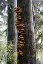 Mushrooms on big tree in forest in Seattle area Royalty Free Stock Photo