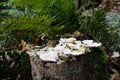 Mushrooms on big tree in forest in Seattle area Royalty Free Stock Photo