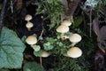 Mushrooms on big tree in forest in Seattle area Royalty Free Stock Photo