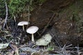 Mushrooms on big tree in forest in Seattle area Royalty Free Stock Photo