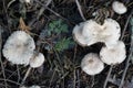 Mushrooms on big tree in forest in Seattle area Royalty Free Stock Photo