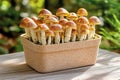Mushrooms in biodegradable mycelium container on wooden surface with a green blurred background. Concept of eco-friendly Royalty Free Stock Photo