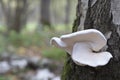 Mushrooms, birch polypore, growing on a tree trunk in the autumn forest Royalty Free Stock Photo