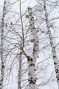 Mushrooms on a birch tree