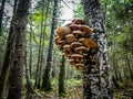 Mushrooms on a birch tree in the Russian forest.