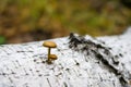 Mushrooms on birch trunk