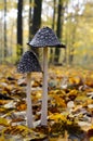 Mushrooms Black Amanita growing in the woods among the fallen leaves Royalty Free Stock Photo
