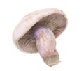 Mushrooms with a blue foot on a white background