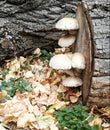 Mushrooms on a bole in autumn, 2018.